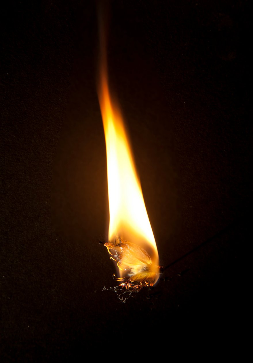 Burning Butterfly 3, 2013 (Lambda print) av Mat Collishaw