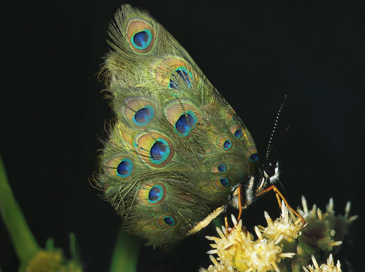 Fjärilar och blommor, 2004 (Dura-transparens och ljuslåda) av Mat Collishaw