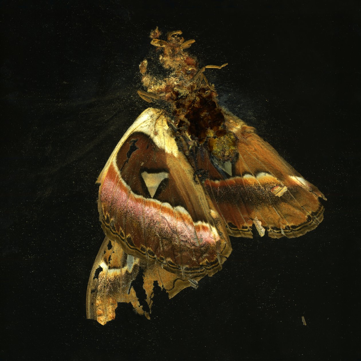 Insecticide 11, 2006 (fotografi av C-typ) av Mat Collishaw