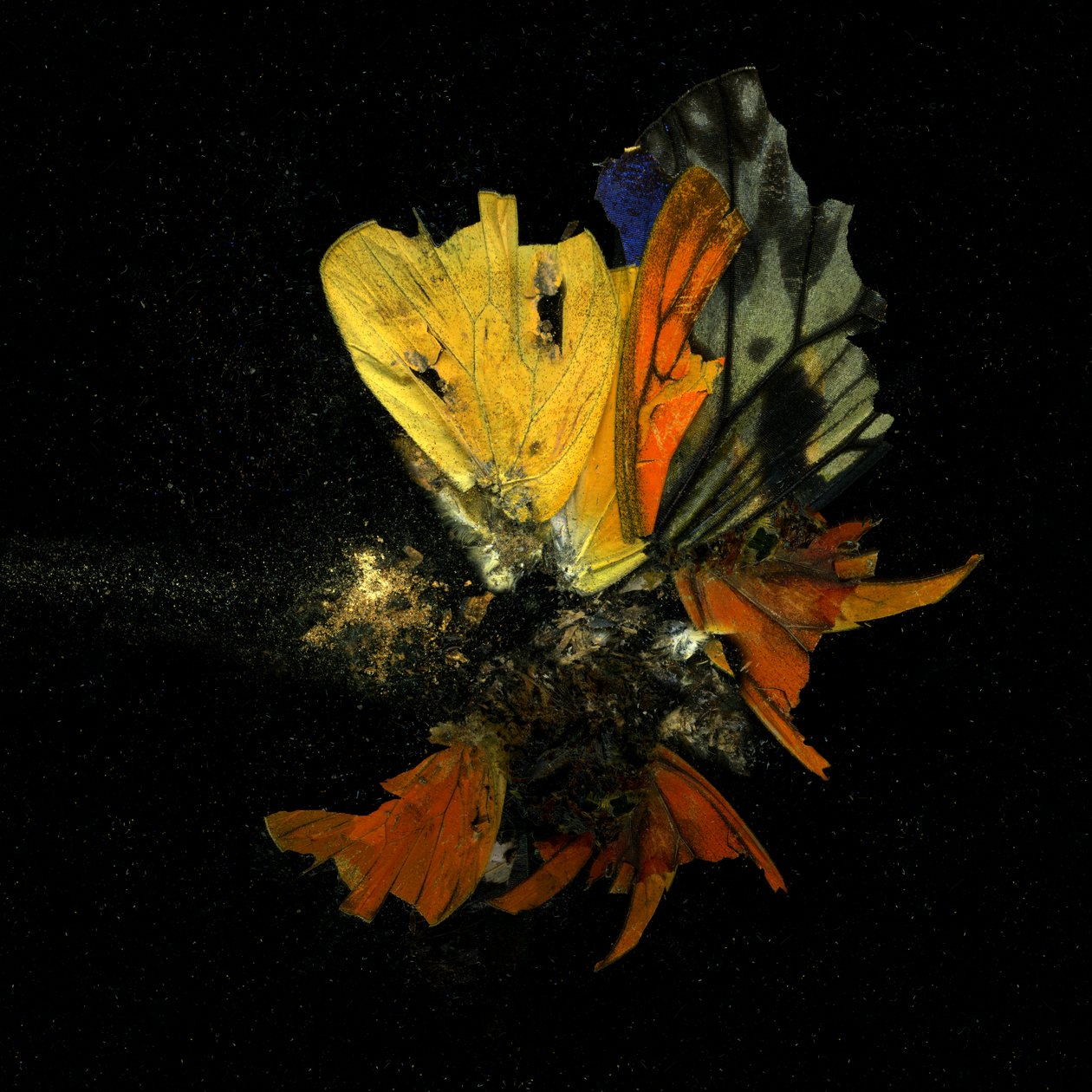 Insekticid 13, 2009 (fotografi av C-typ) av Mat Collishaw