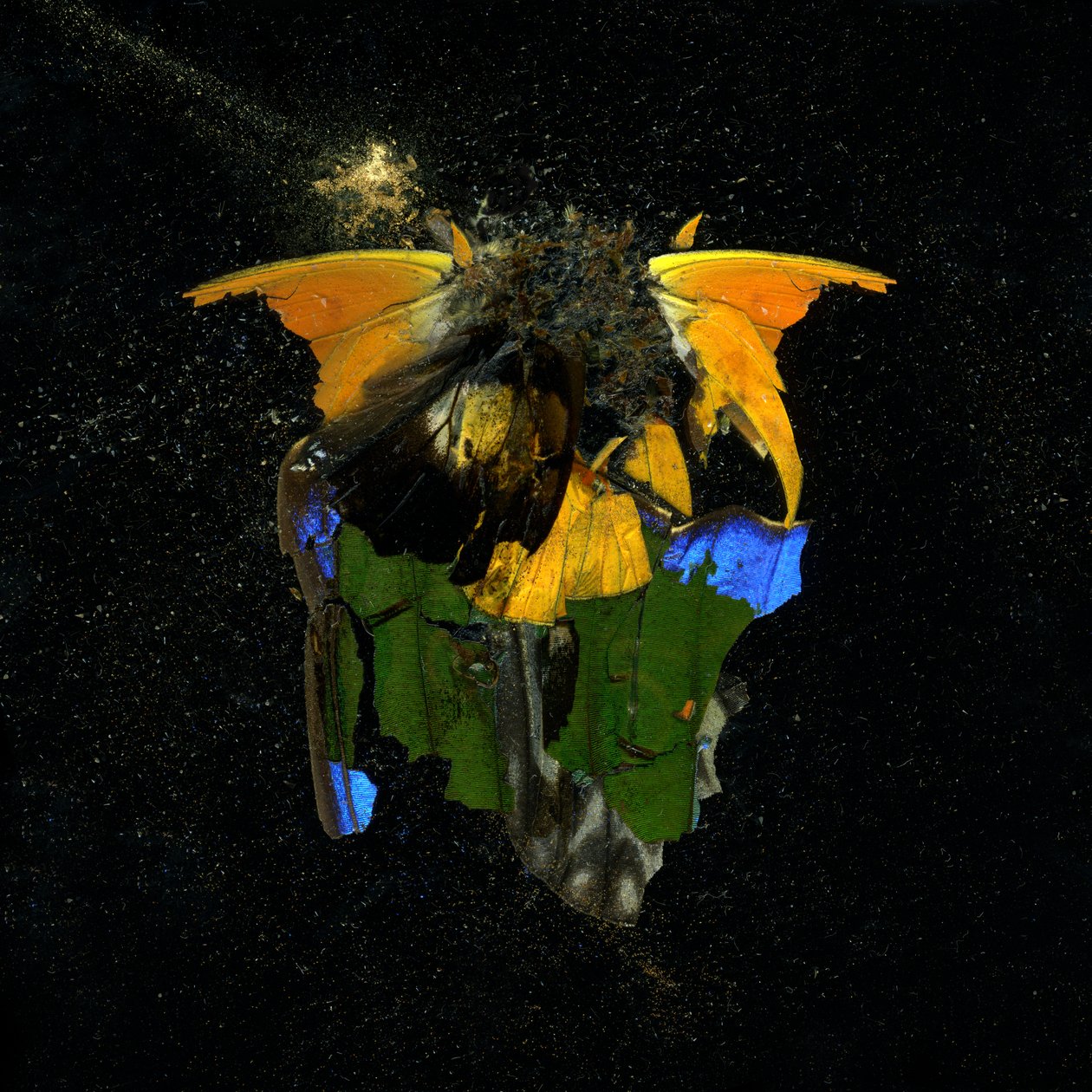 Insekticid 14, 2009 (fotografi av C-typ) av Mat Collishaw