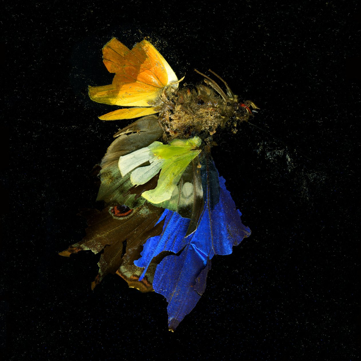 Insekticid 15, 2009 (fotografi av C-typ) av Mat Collishaw