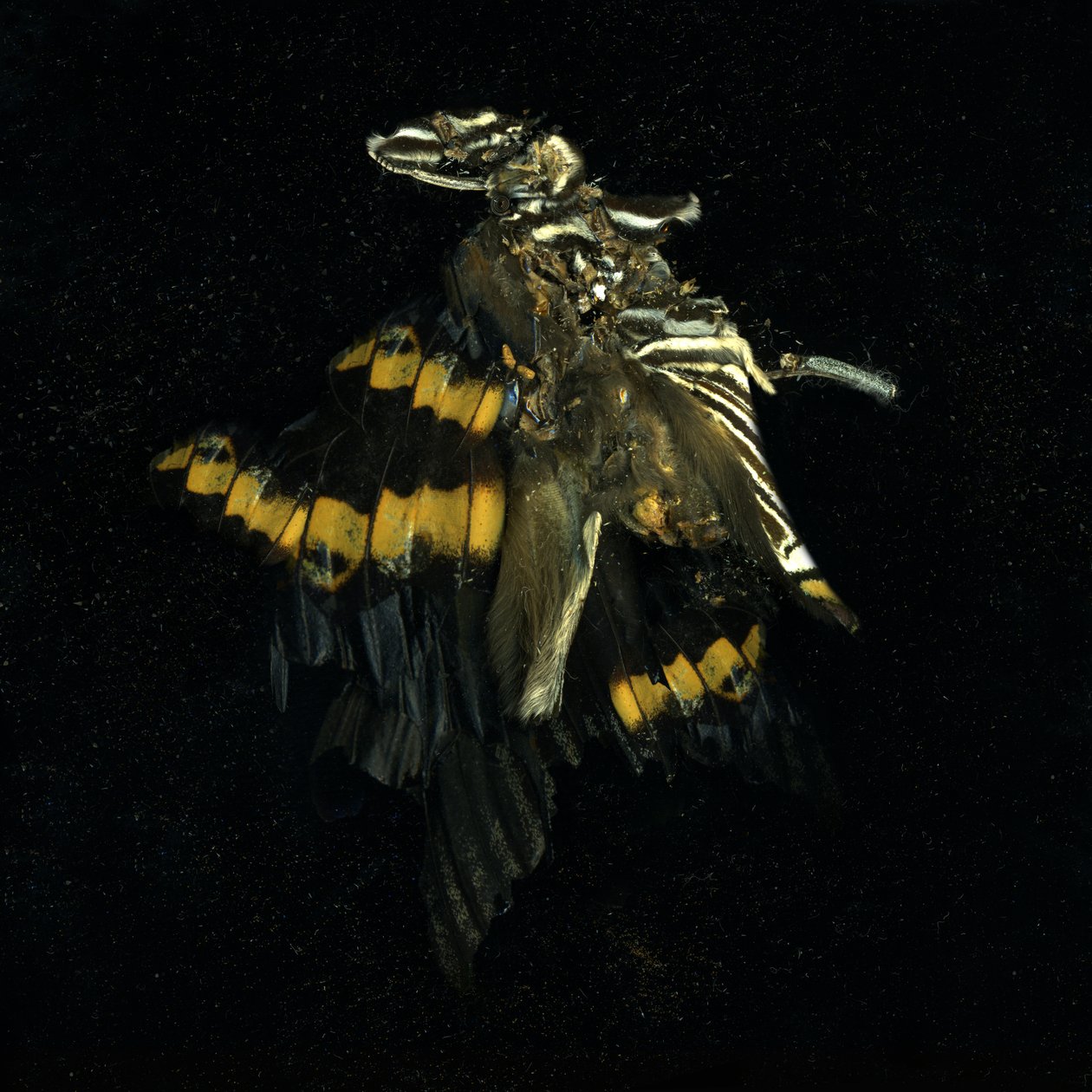 Insekticid 17, 2009 (fotografi av C-typ) av Mat Collishaw