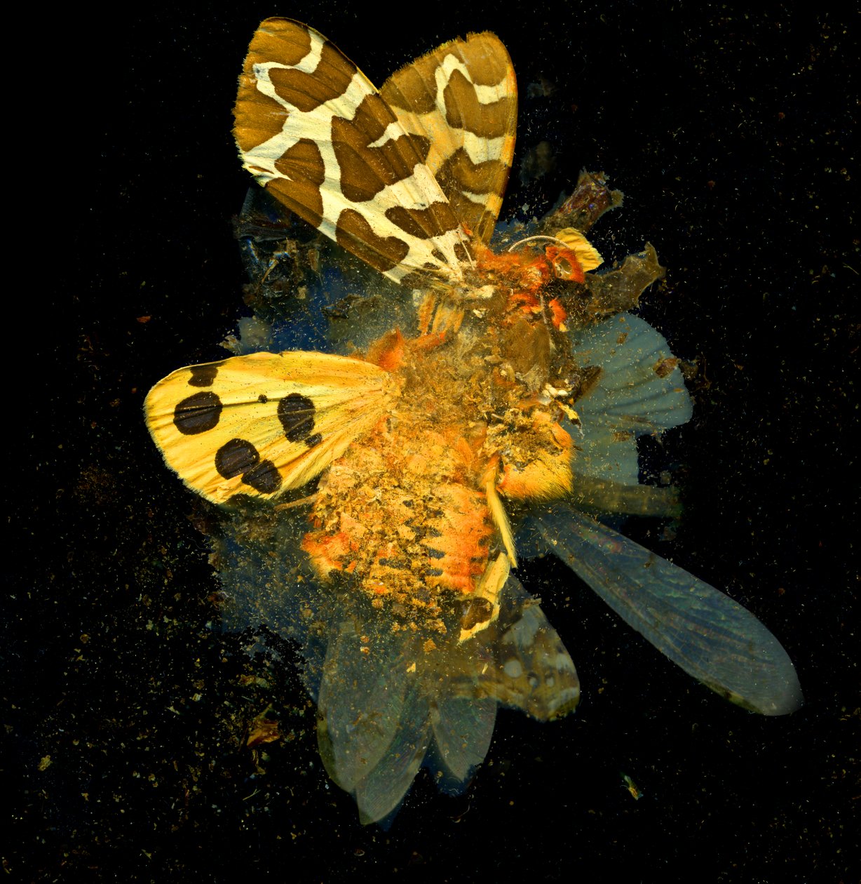 Insekticid 24, 2008 (fotografi av C-typ) av Mat Collishaw