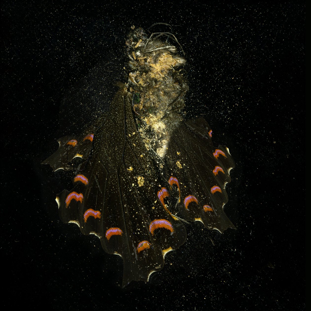 Insekticid 28, 2011 (fotografi av C-typ) av Mat Collishaw