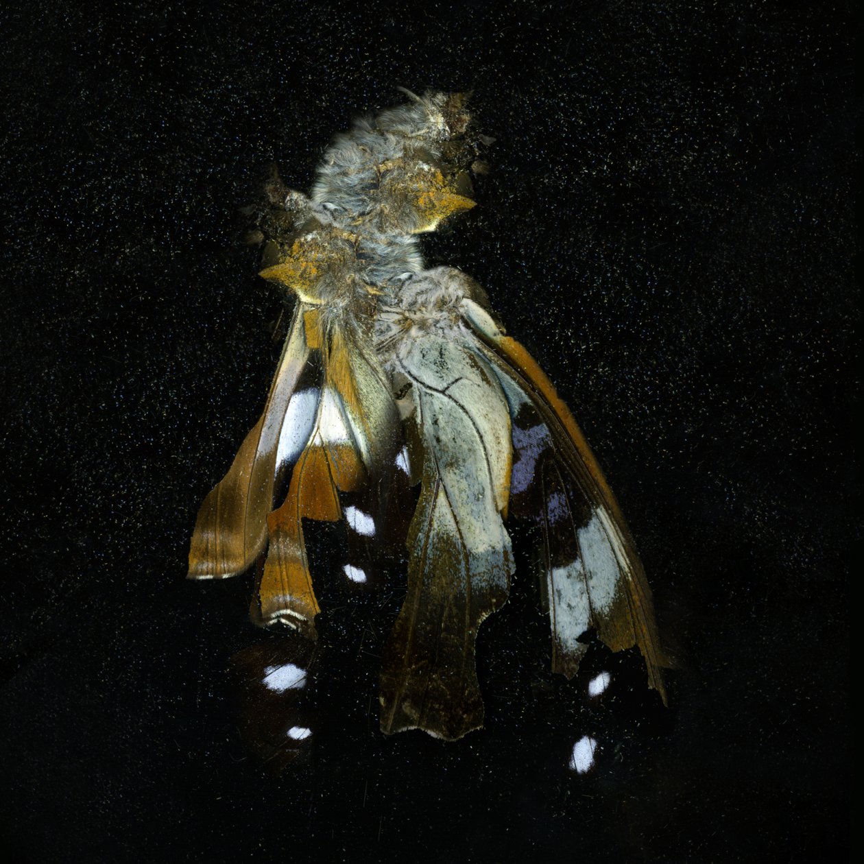 Insekticid 38, 2011 (fotografi av C-typ) av Mat Collishaw