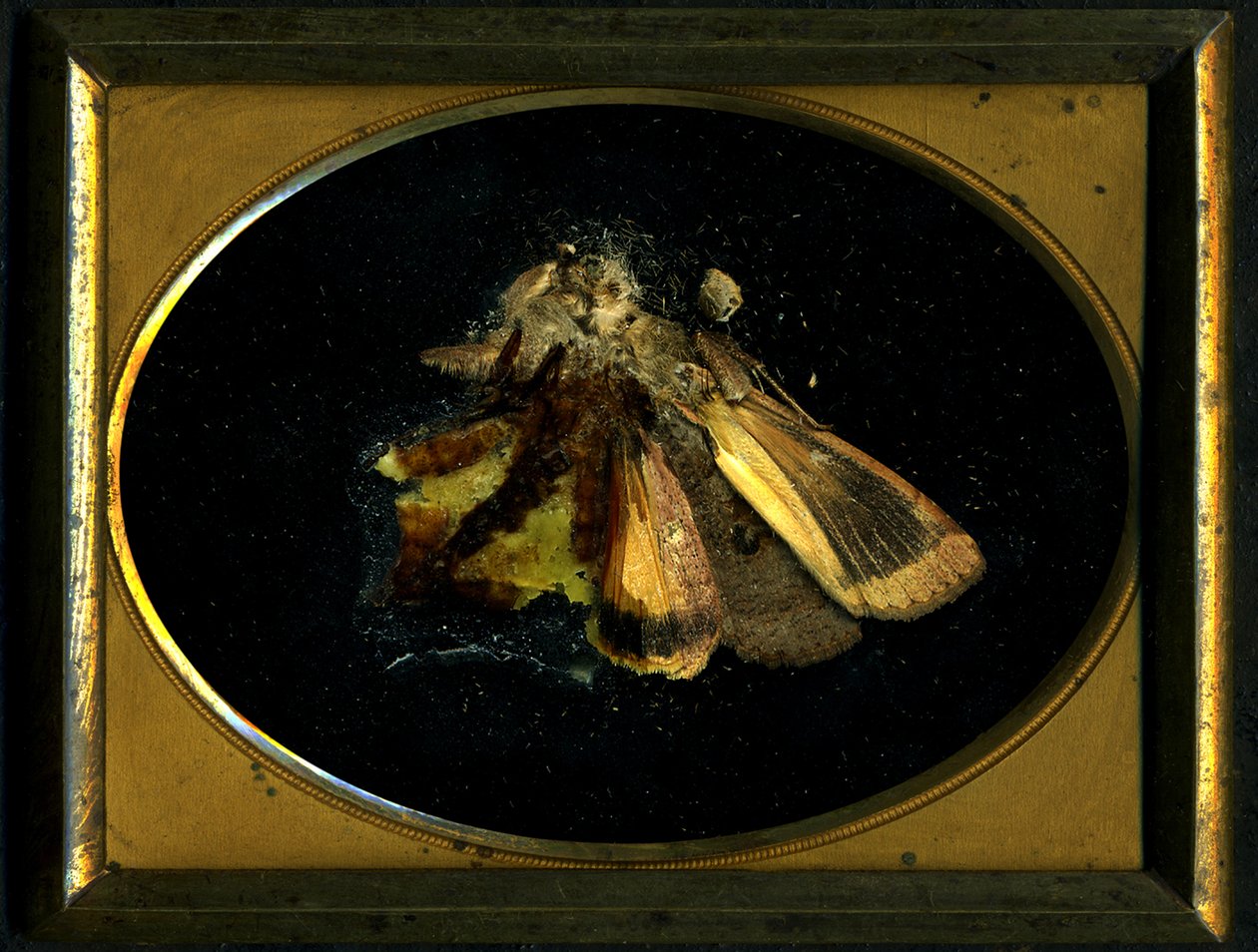 Insekticid 8, 2006 (fotografi av C-typ) av Mat Collishaw
