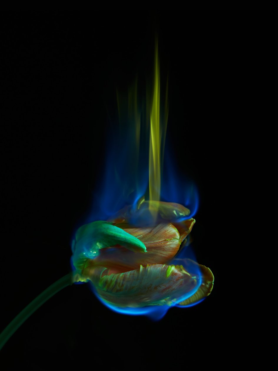 Den förgiftade sidan, 2013 (C-typ fotografi) av Mat Collishaw