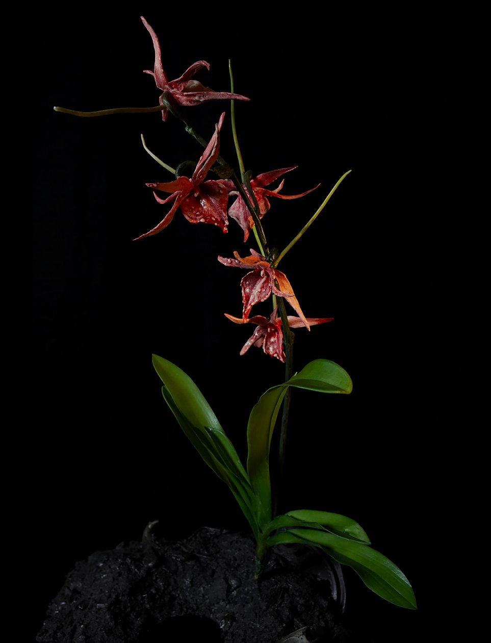 Venal Muse, Augean, 2012 (harts, emaljfärg, trä, glas, stål) av Mat Collishaw