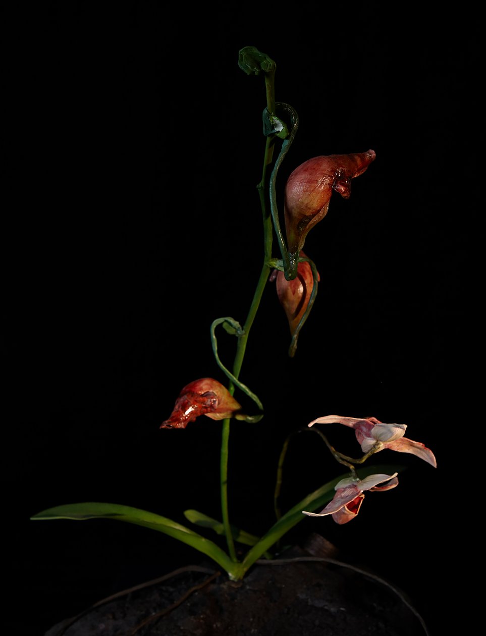 Venal Muse, Lafage, 2012 (harts, emaljfärg, trä, glas, stål) av Mat Collishaw