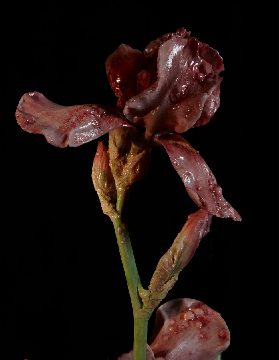 Venal Muse, Viridor, 2012 (harts, emaljfärg, trä, glas, stål) av Mat Collishaw