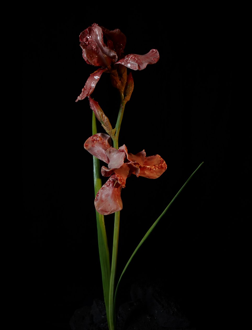 Venal Muse, Viridor, 2012 (harts, emaljfärg, trä, glas, stål) av Mat Collishaw