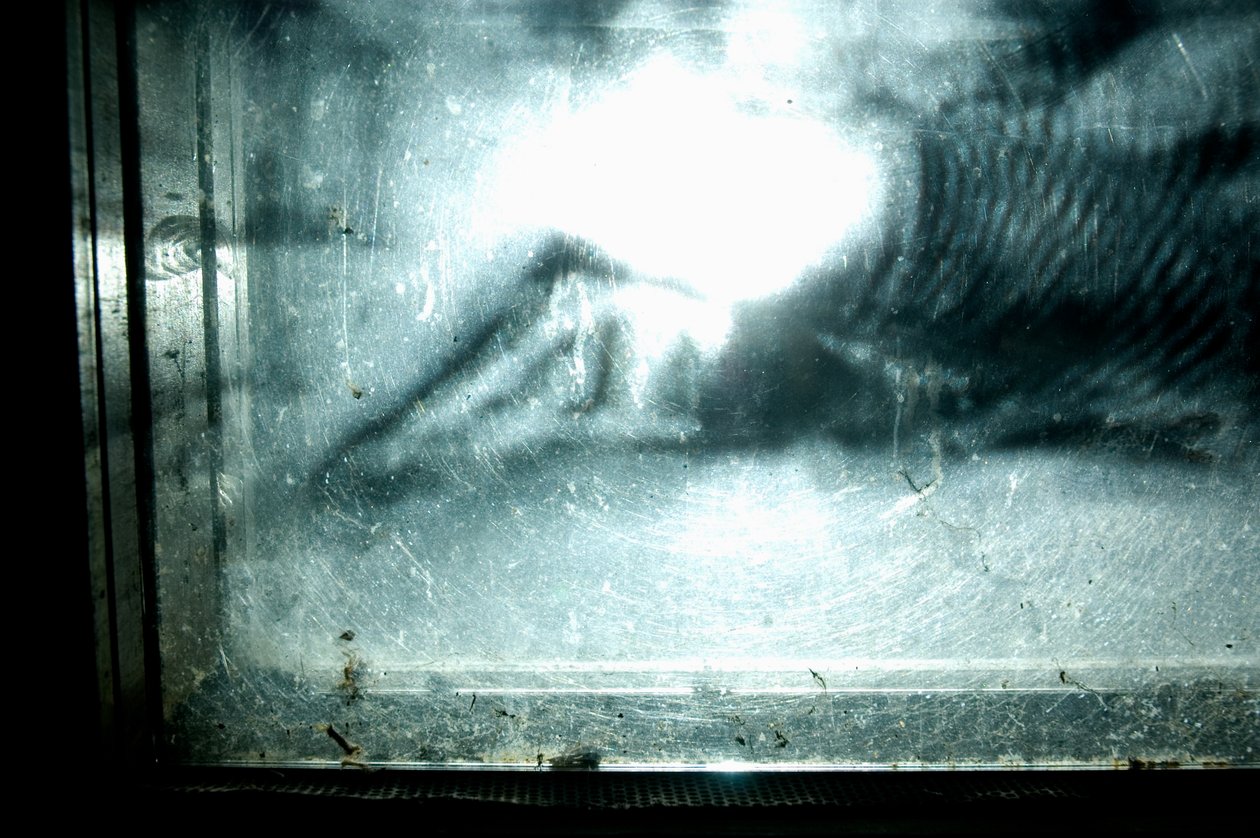 Wormery, 2009 (Trä, glas, stål, projektor och spelare) av Mat Collishaw
