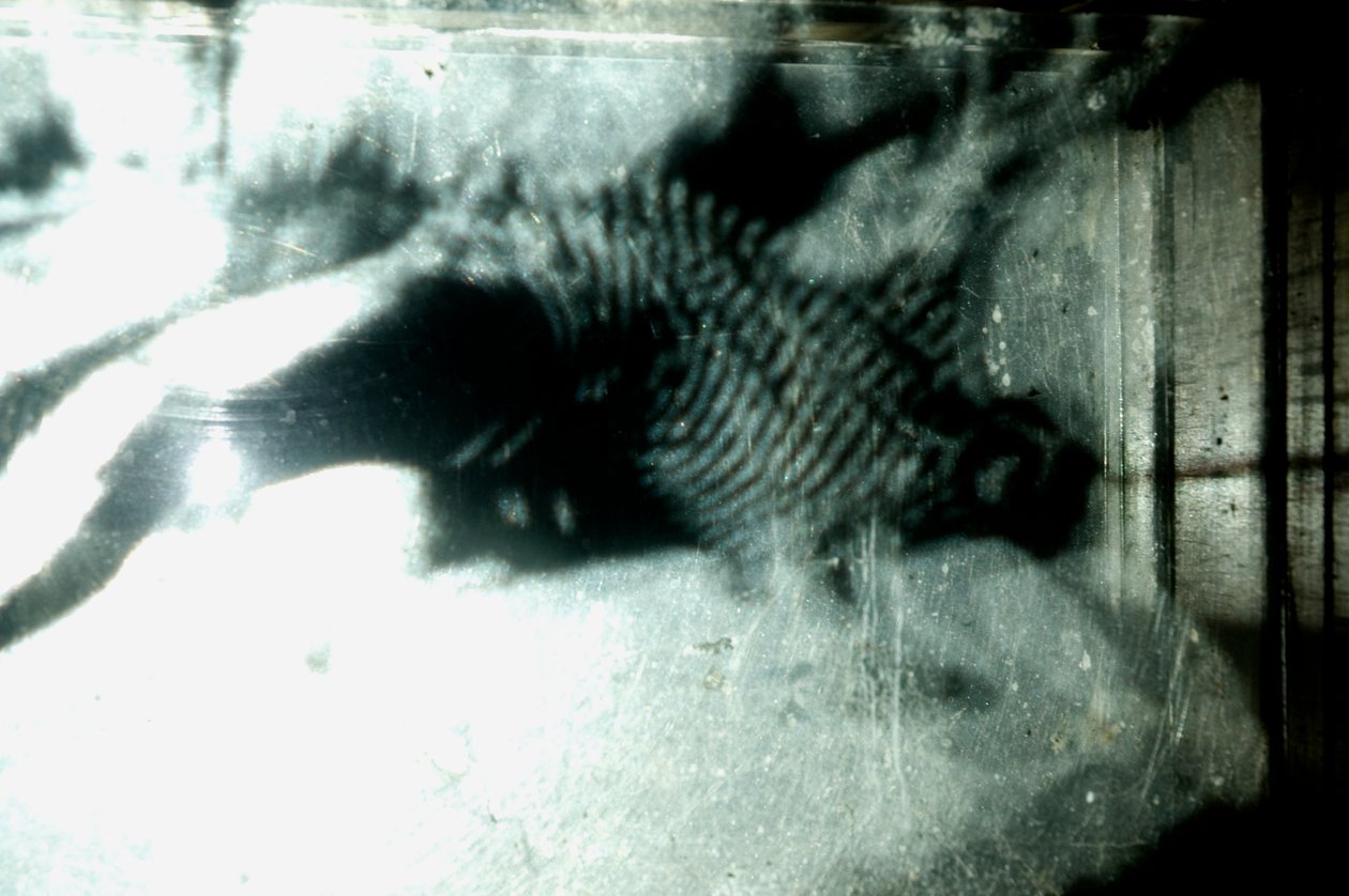 Wormery, 2009 (Trä, glas, stål, projektor och spelare) av Mat Collishaw