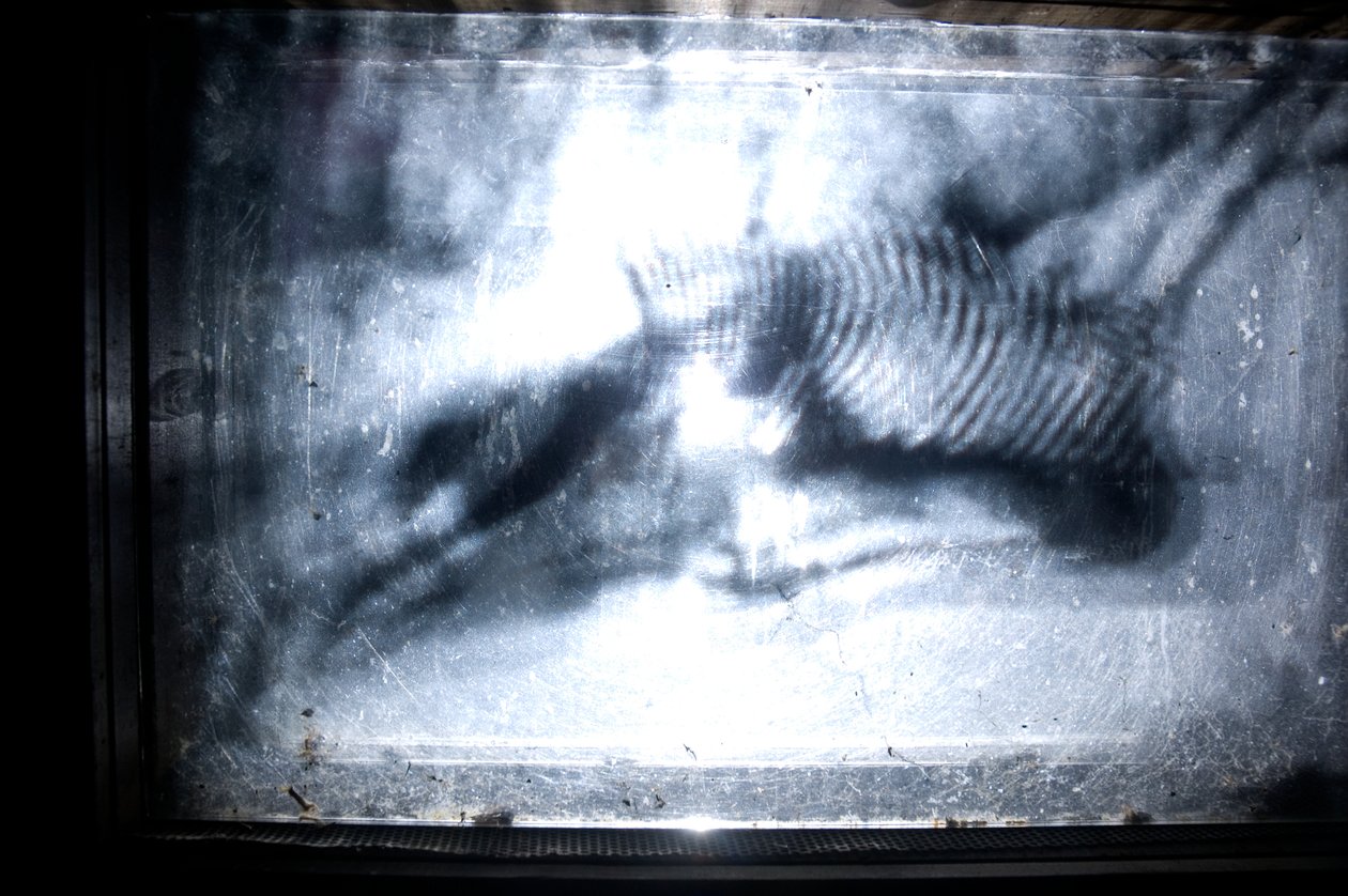 Wormery, 2009 (Trä, glas, stål, projektor och spelare) av Mat Collishaw