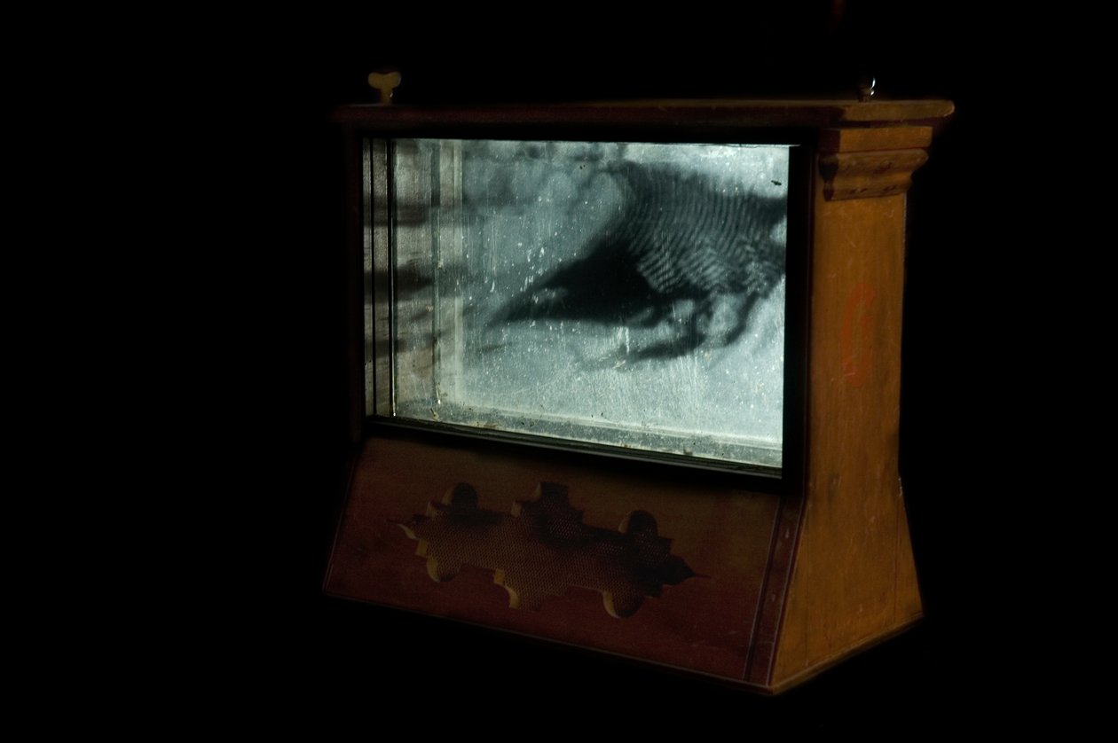 Wormery, 2009 (Trä, glas, stål, projektor och spelare) av Mat Collishaw