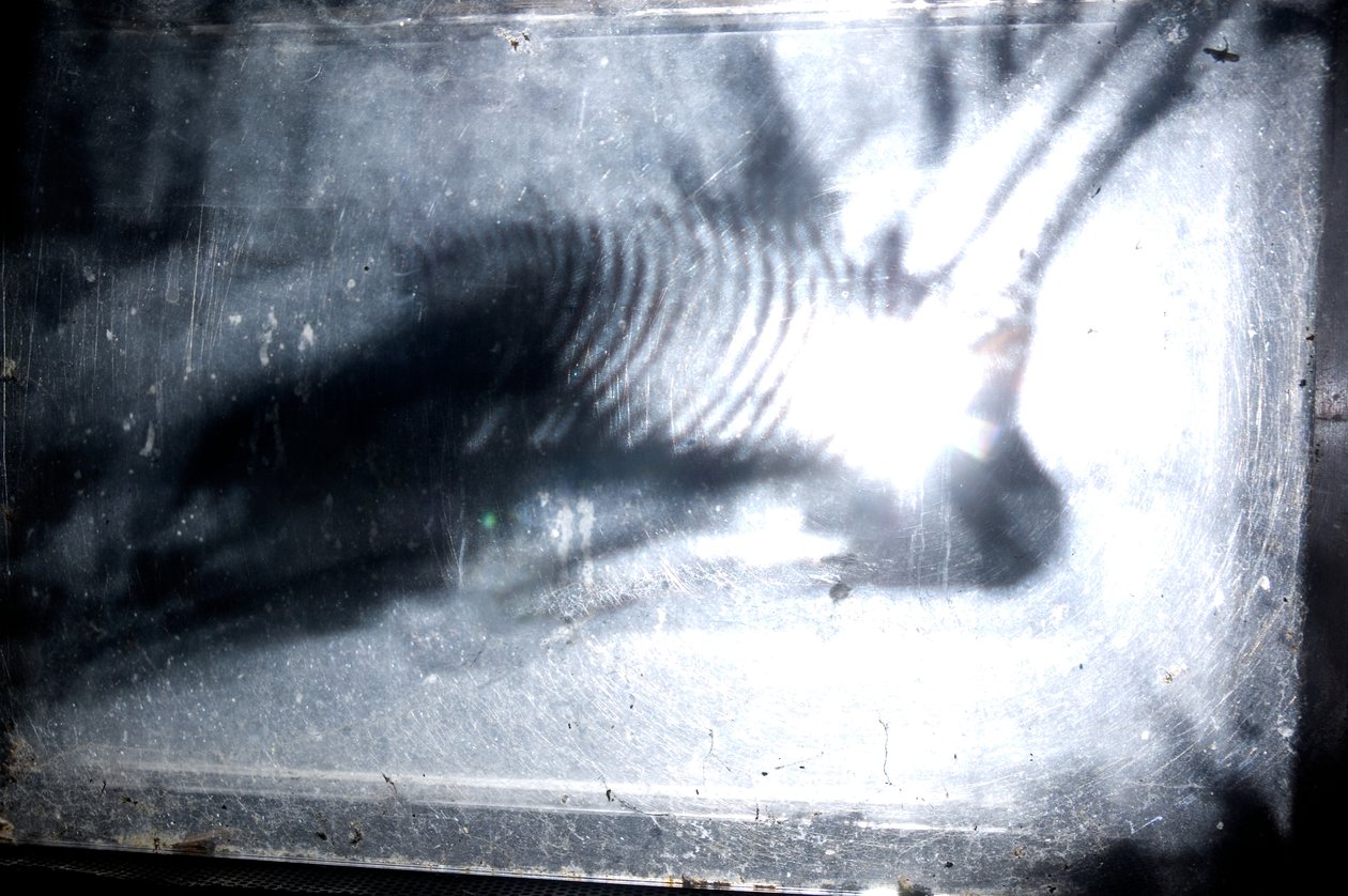 Wormery, 2009 (Trä, glas, stål, projektor och spelare) av Mat Collishaw