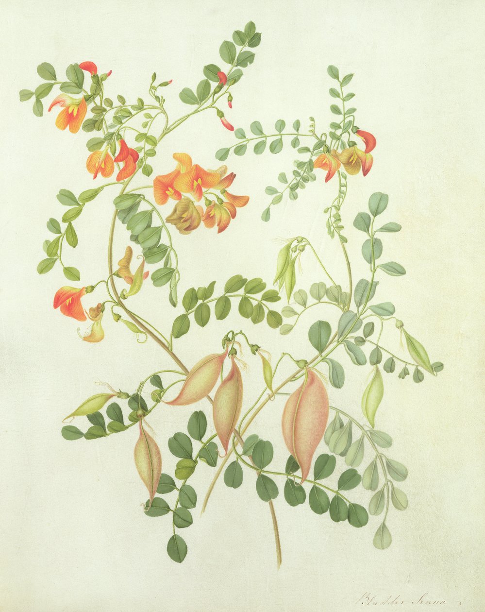 Colutea Arbordscens Media (wc och gouache över penna på veläng) av Matilda Conyers