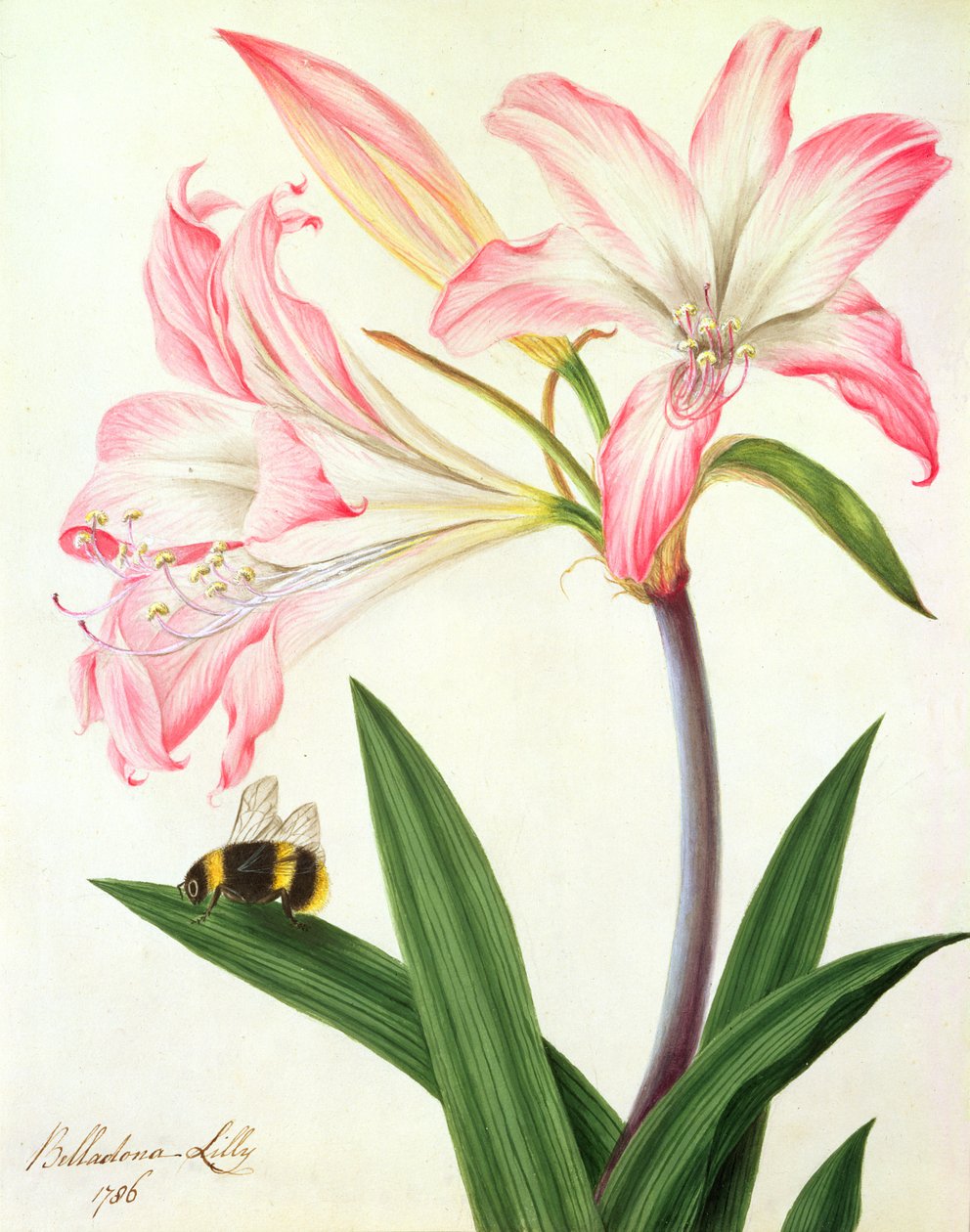 Lilium Belladonna and Bee, 1786 (wc och gouache över penna på papper) av Matilda Conyers