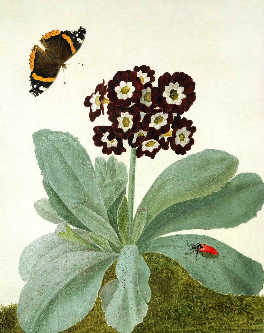Primula Auricula na Butterfly na Beetle (gouache juu ya penseli kwenye vellum)swed av Matilda Conyers