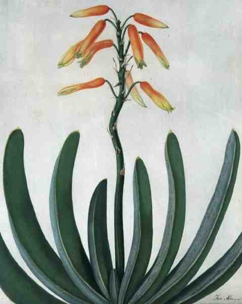 Aloe Striata (akvarell och gouache över penna på veläng) av Matilda Conyers