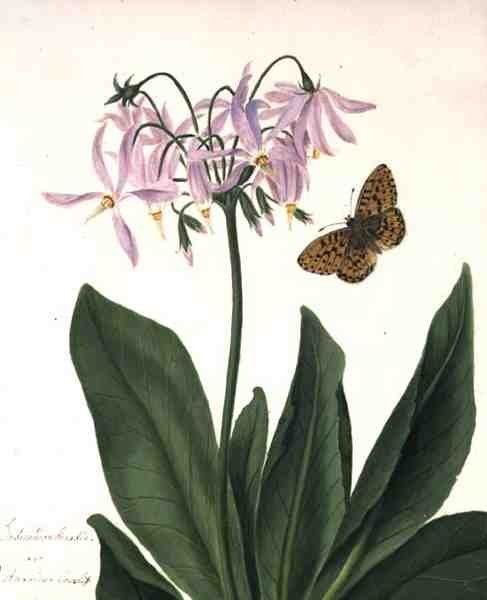 Dodecatheon Meadia and Butterfly (akvarell och gouache över penna på veläng) av Matilda Conyers
