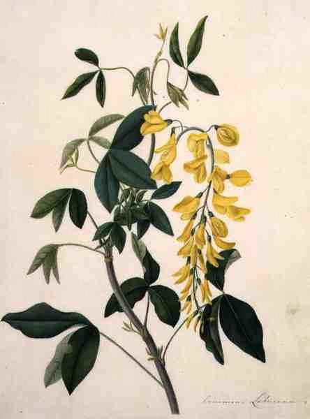 Laburnum Anagyroides (gouache över penna på veläng) av Matilda Conyers