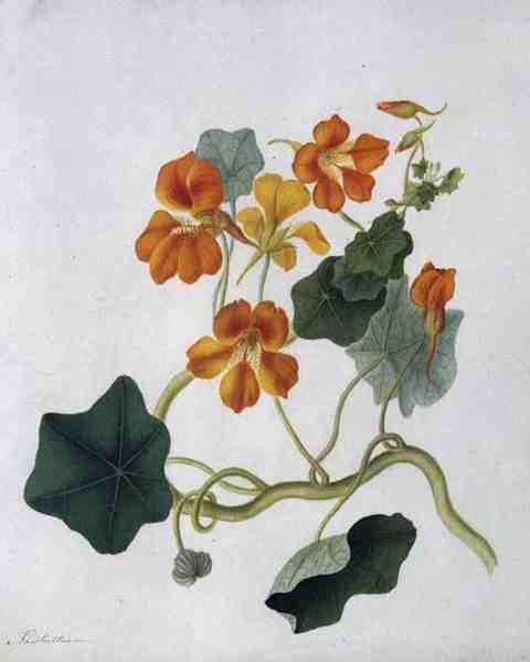 Tropaeolum (akvarell och gouache över penna på veläng) av Matilda Conyers