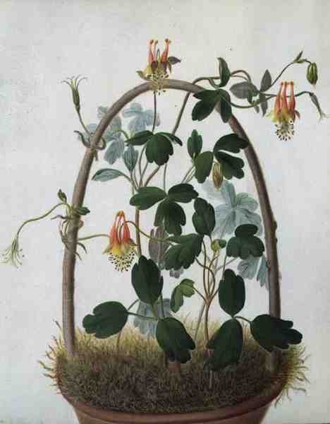 Tropaeolum Tuberosum (akvarell och gouache över penna på veläng) av Matilda Conyers