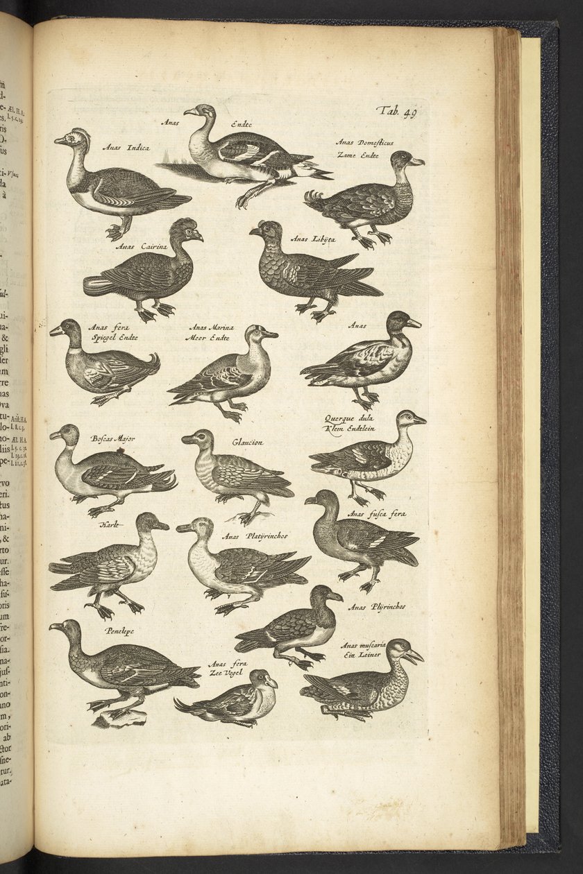 Tab 49, Ankor, Illustration från "Fyrfotingarnas naturhistoria" av Mattaus the Younger Merian