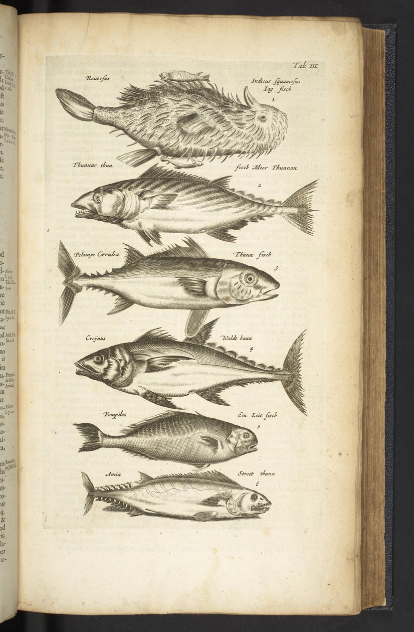 Tab III, Tonfisk, Illustration från 