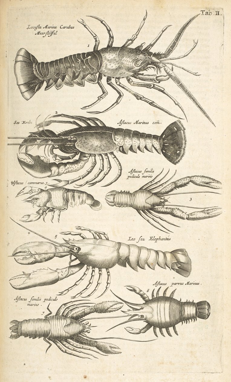 Tab II, Hummer, Illustration från "Fyrfotingarnas naturhistoria" av Mattaus the Younger Merian