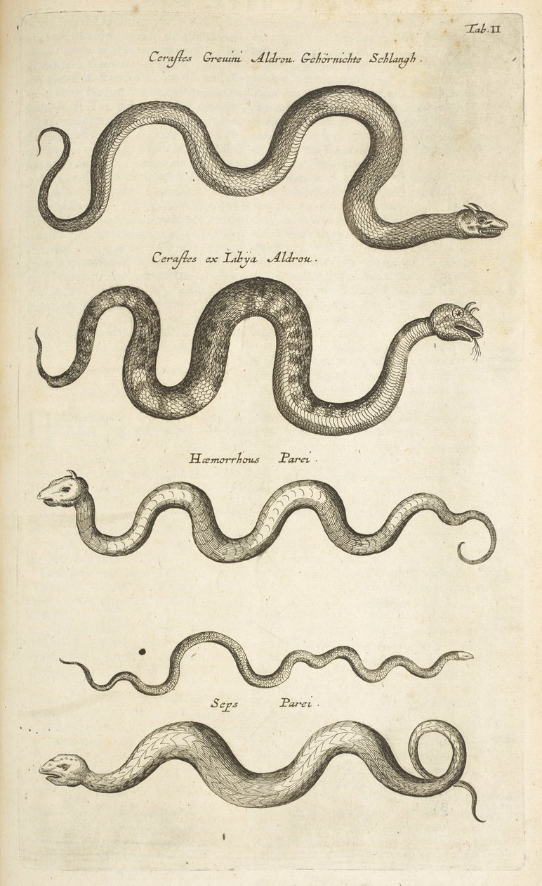 Tab II, ormar, illustration från "Fyrfotingars naturhistoria" av Mattaus the Younger Merian