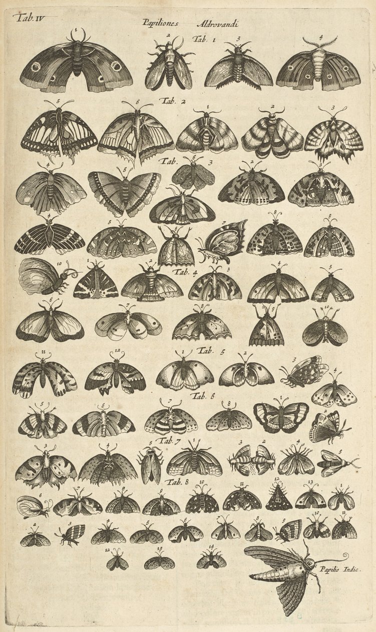 Flik. IV, Fjärilar och malar, Illustration från "Fyrfotingars naturhistoria" av Mattaus the Younger Merian