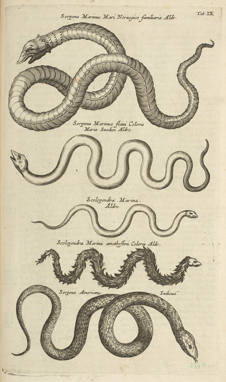 Tab IX, Sea Snakes, Illustration från "Natural history of quadrupeds" av Mattaus the Younger Merian