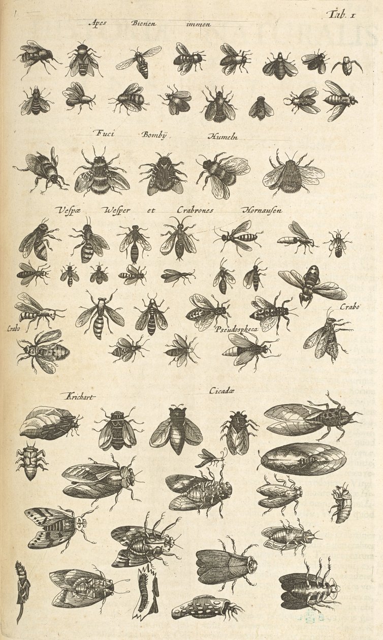 Tab I, bin och getingar, illustration från "Natural History of Quadrupeds" av Mattaus the Younger Merian