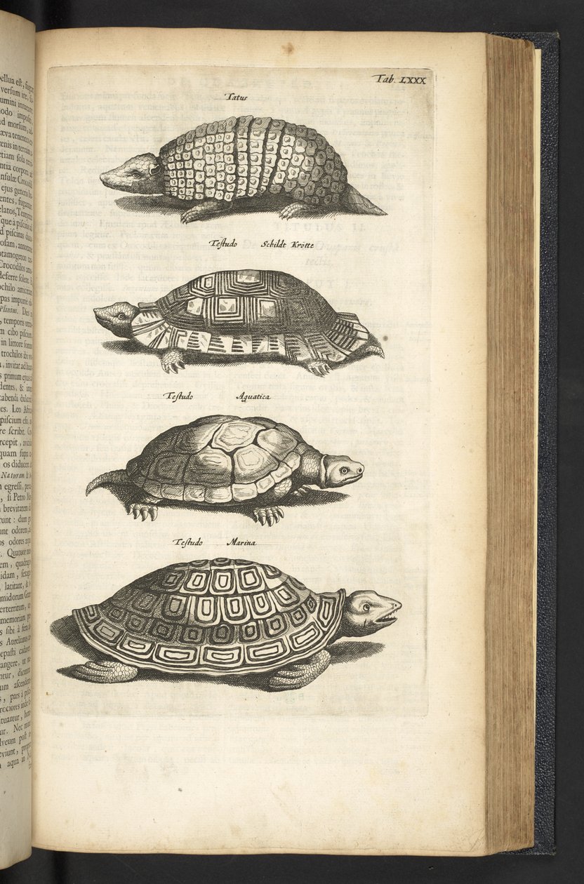 Tab 80, Sköldpaddor, Illustration från "Fyrfotingars naturhistoria" av Mattaus the Younger Merian