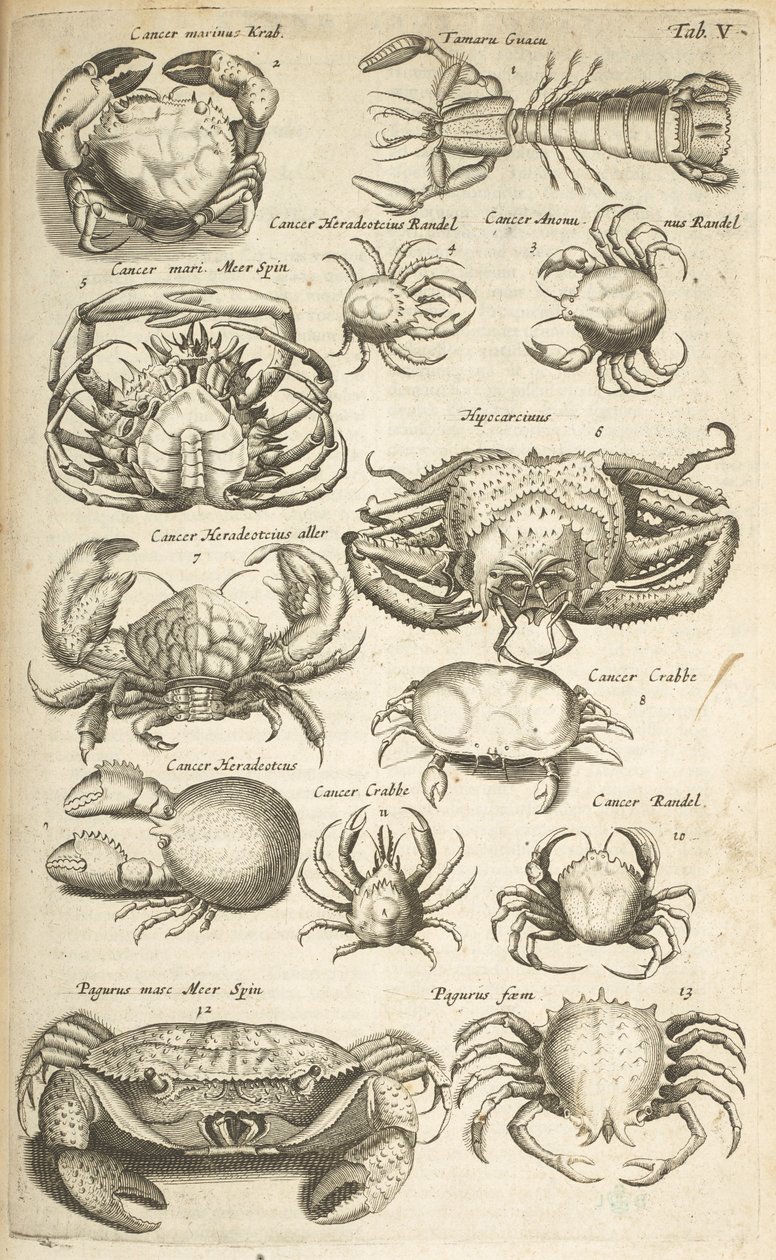 Tab V, Crabs, Illustration från "Natural History of Quadrupeds" av Mattaus the Younger Merian