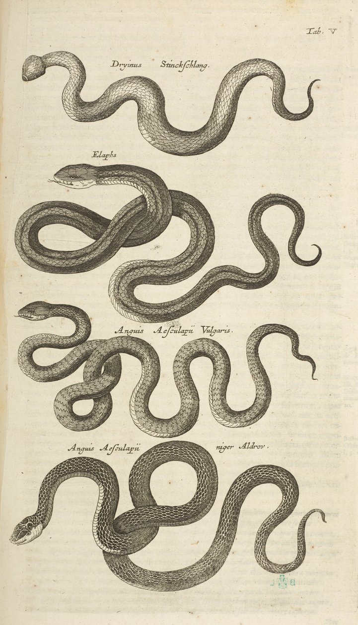 Tab V, ormar, illustration från "Fyrfotingars naturhistoria" av Mattaus the Younger Merian