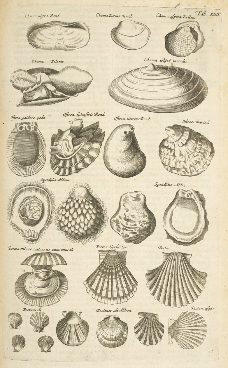 Tab XIV, olika skal, Illustration från 