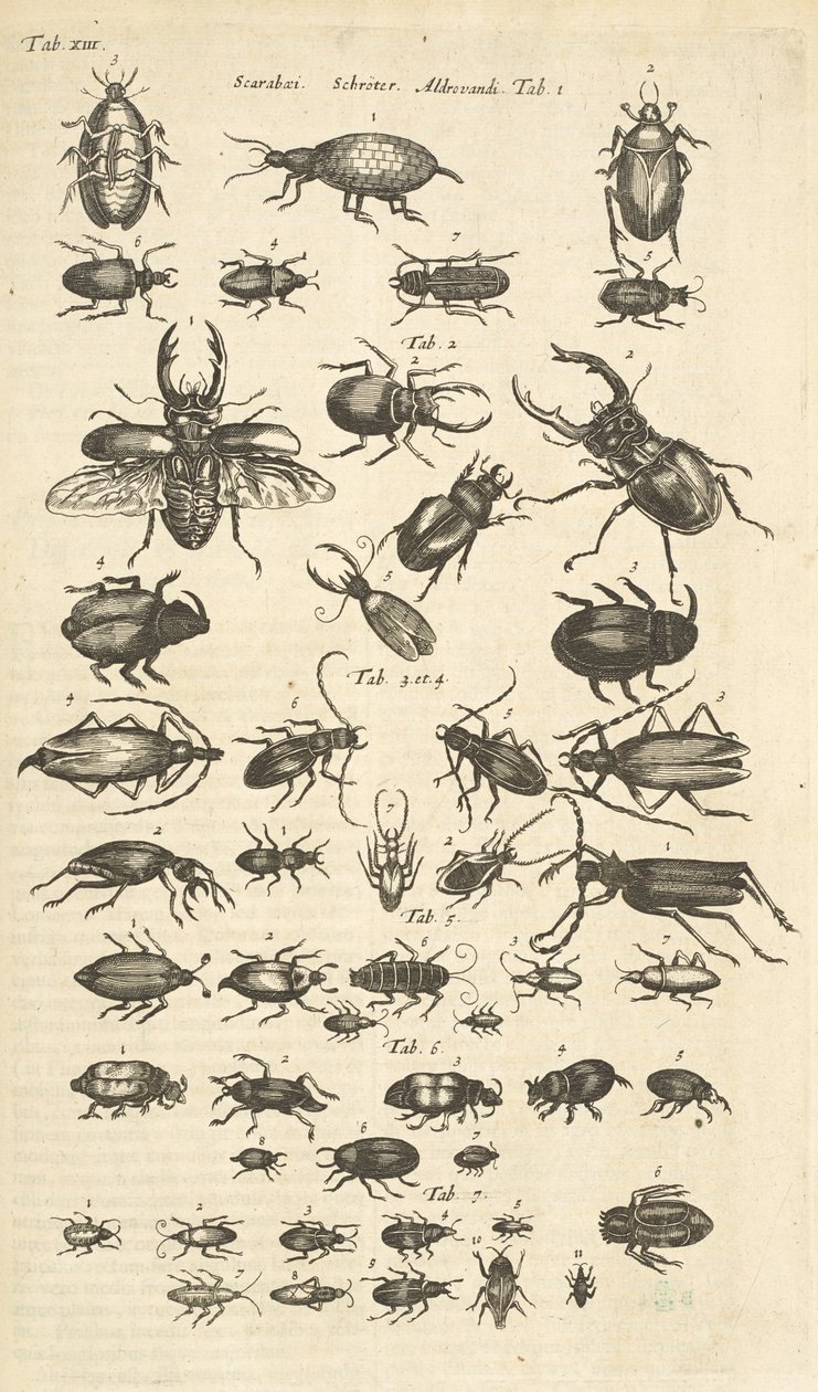 Tab XIII, skalbaggar, illustration från "Fyrfotingars naturhistoria" av Mattaus the Younger Merian