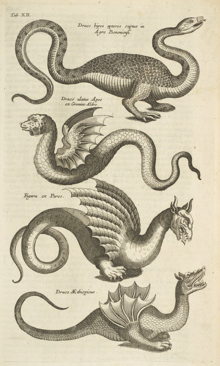 Tab XII, Mytiska varelser, Drakar, Illustration från "Fyrfotingarnas naturhistoria" av Mattaus the Younger Merian