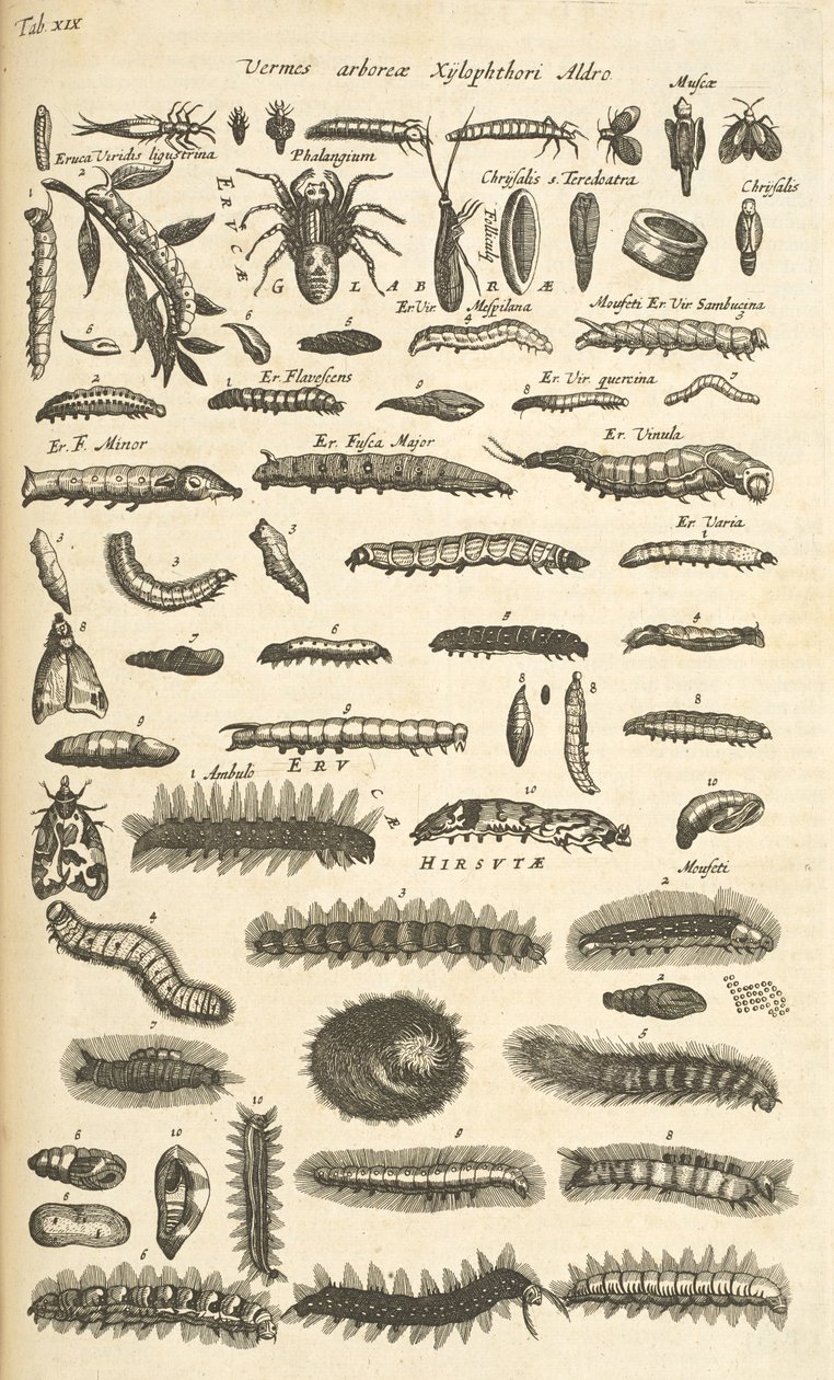 Tab XIX, Caterpillars, Illustration från "Natural history of quadrupeds" av Mattaus the Younger Merian