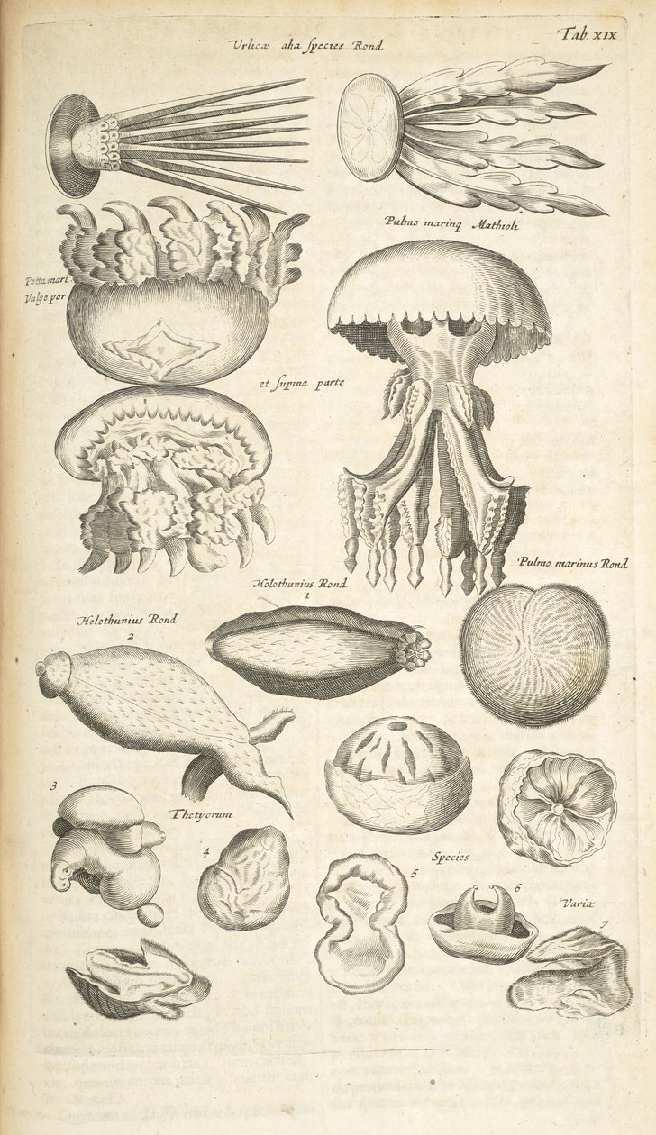 Tab XIX, maneter, sjögurka och annat marint liv, illustration från "Fyrfotingars naturhistoria" av Mattaus the Younger Merian