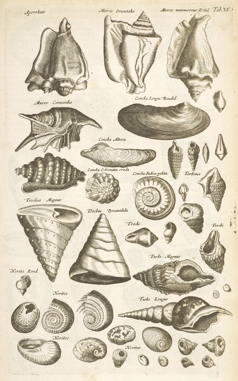 Tab XI, Olika skal, Illustration från "Fyrfotingarnas naturhistoria" av Mattaus the Younger Merian