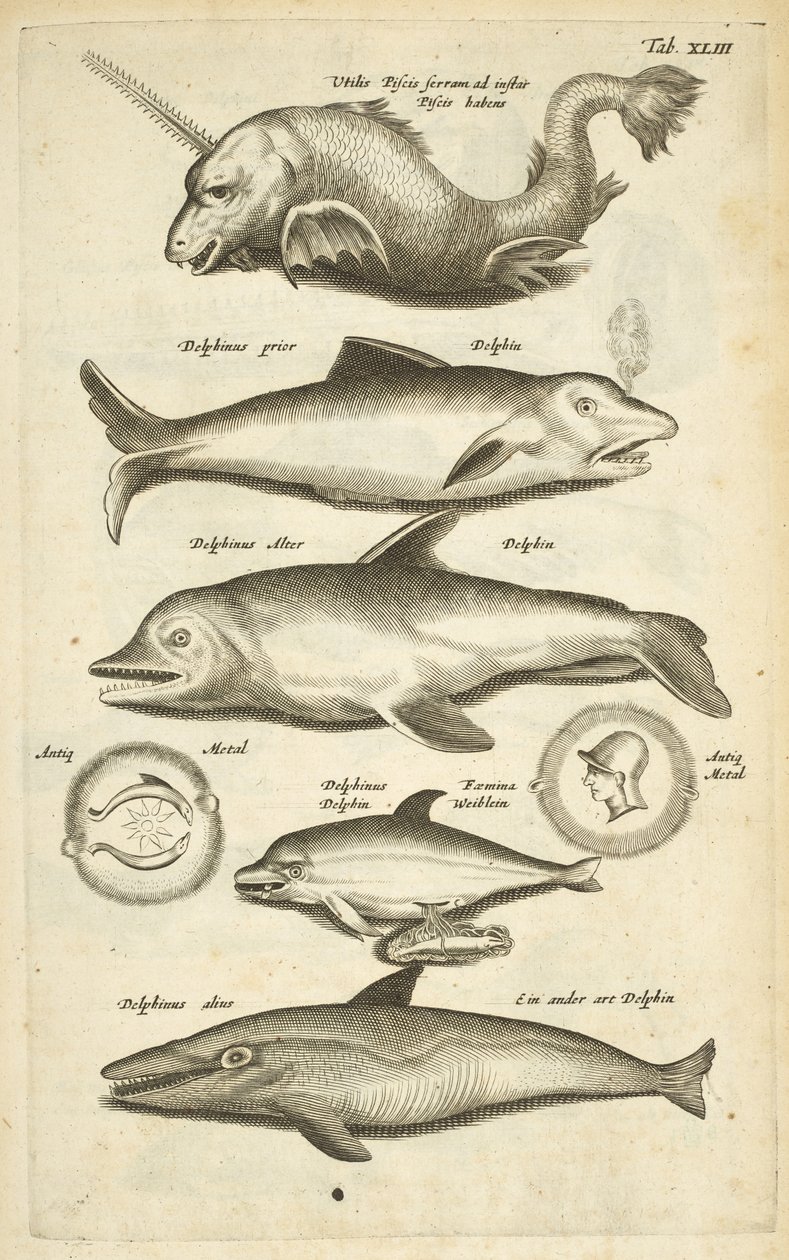 Tab 43, Delfiner, Illustration från "Fyrfotingarnas naturhistoria" av Mattaus the Younger Merian