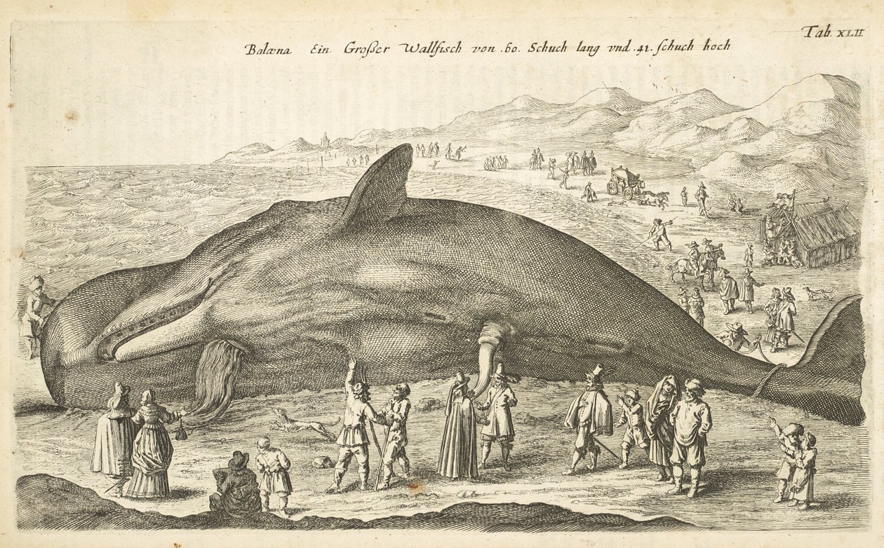 Tab XLII, Whale, Illustration från 