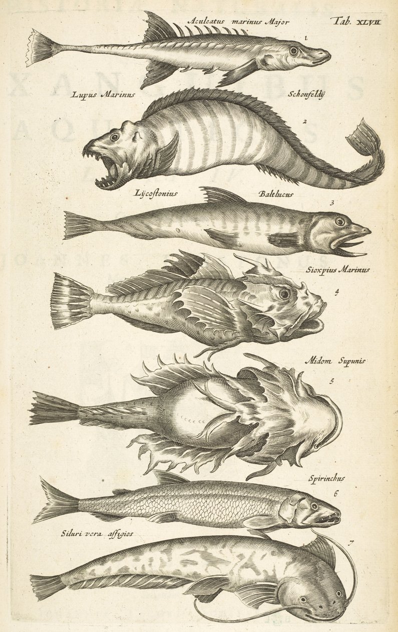 Tab 47, Fiskarter, Illustration från "Fyrfotingars naturhistoria" av Mattaus the Younger Merian
