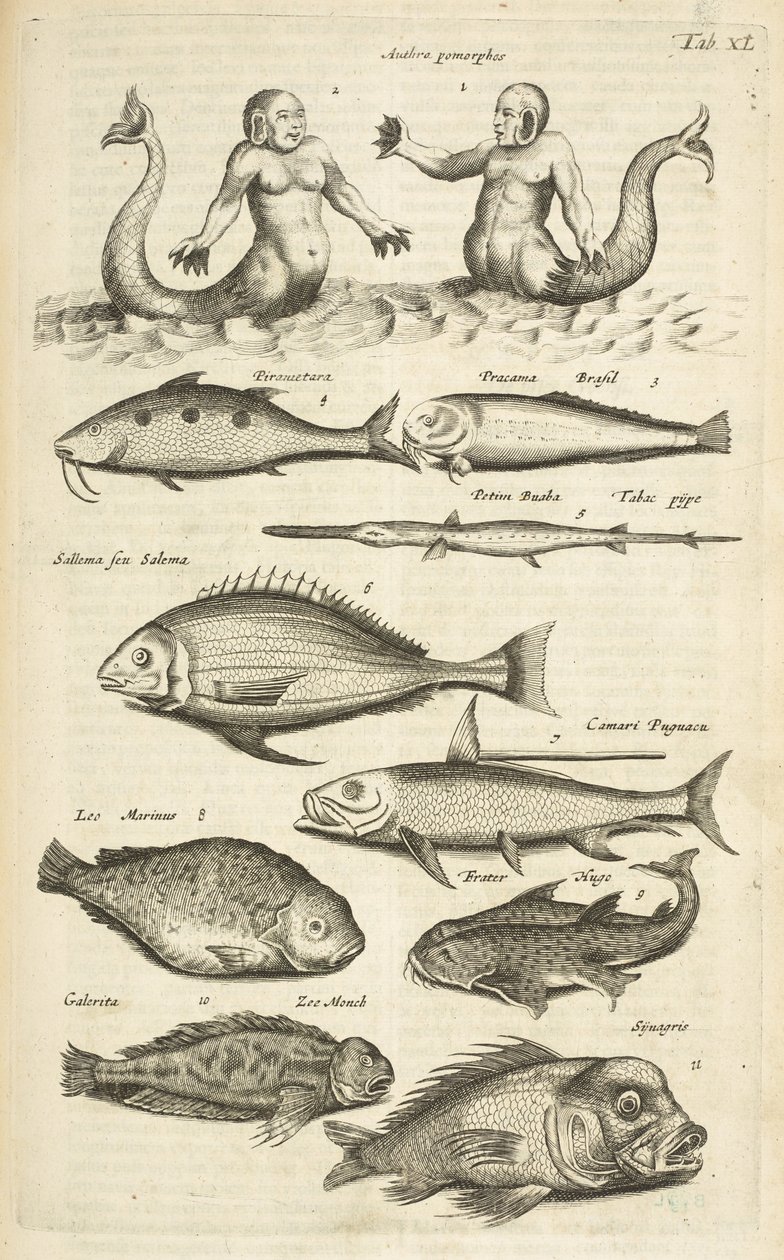 Tab 40, Anthropomorphos; Sjöjungfru; Merman; Tropiska fiskar, illustration från "Fyrfotingars naturhistoria" av Mattaus the Younger Merian