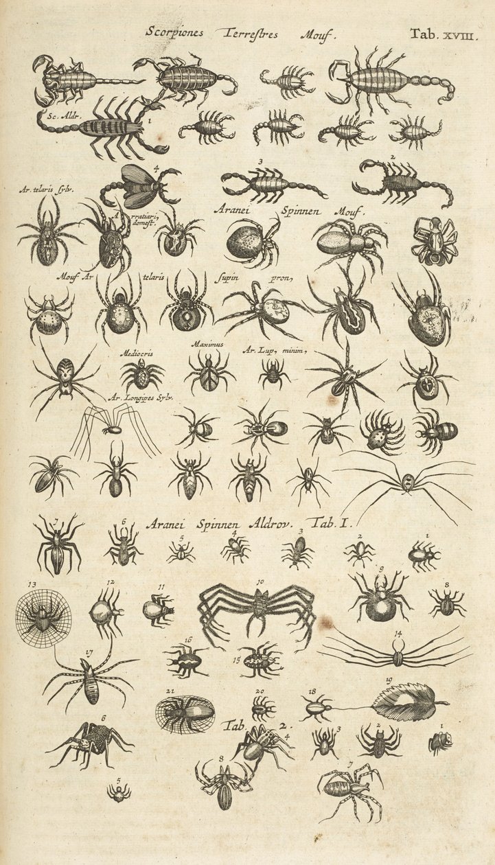 Tab XVIII, terrestriska skorpioner och spindeldjur, illustration från 